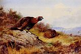 Red Grouse On The Moor by Archibald Thorburn